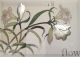 *OBRAZ NUDE Z LILIAMI AE0251/5L, 26x36